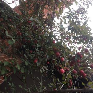 Meet your Posher, Chungdak